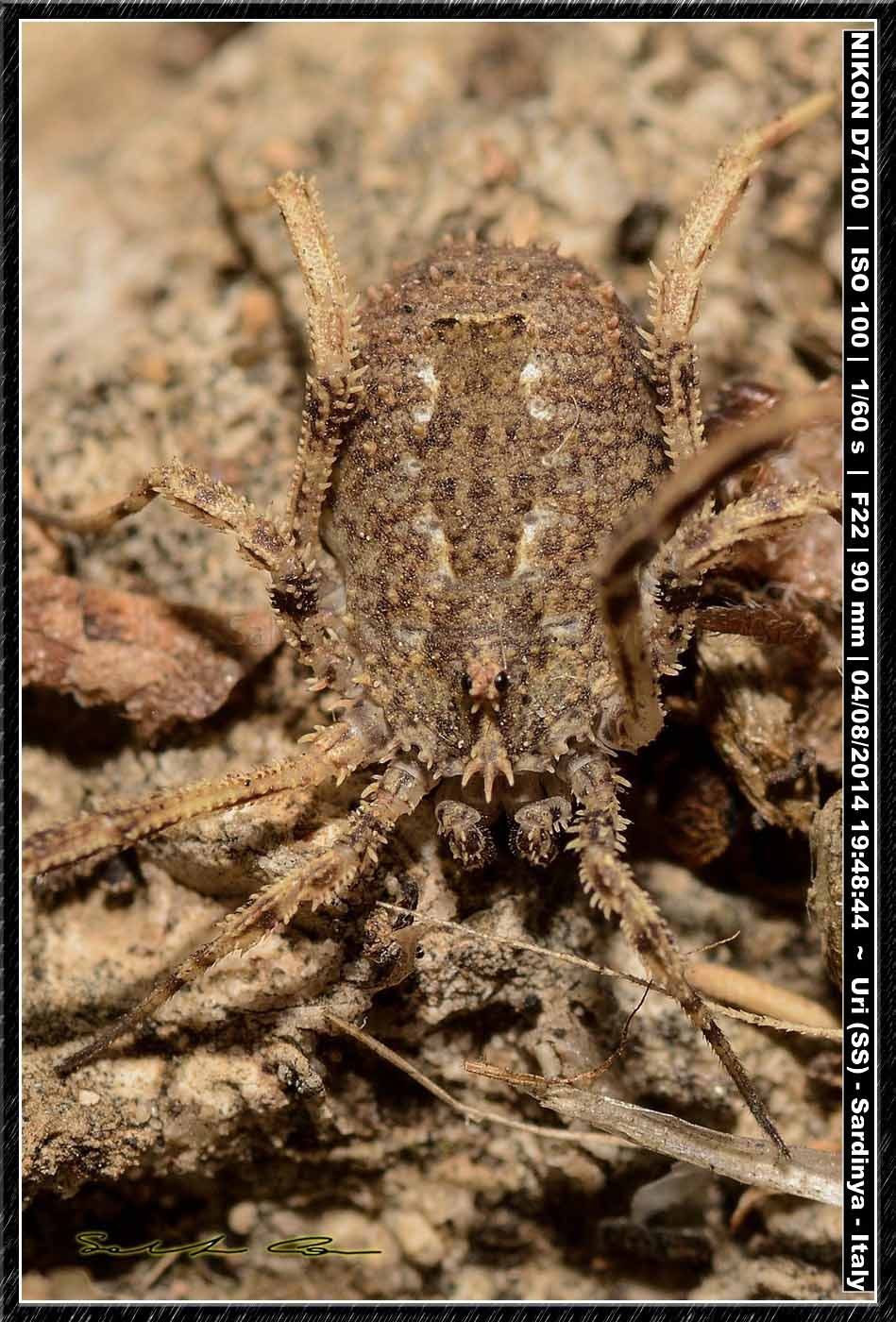 Lacinius horridus (Panzer, 1794)